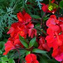 Impatiens hawkeri New Guinea Hybrid Divine rouge'